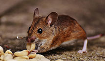 24 Hour & Emergency Exterminators in Clarkston, MI